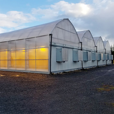 Multi Span Automated Blackout Greenhouse กว้าง 30 ฟุตสำหรับการเจริญเติบโตของพืช