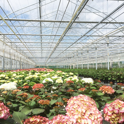 อุโมงค์กลมนิรภัย Venlo Glass Greenhouse Multi Span Automatic Hydroponics