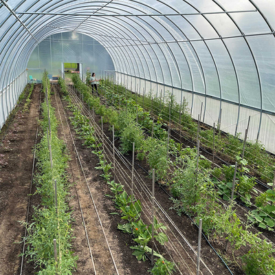 ท่อเหล็กชุบสังกะสี Single-Span Film Commercial Tunnel Plastic Greenhouse สำหรับปลูกพืชเพื่อการเกษตร