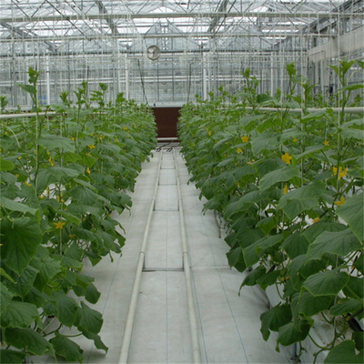 ไฮโดรโปนิกส์ มะเขือเทศ แตงกวา ดอกไม้ ซุ้มประตูอัตโนมัติ Multispan Glass Greenhouse