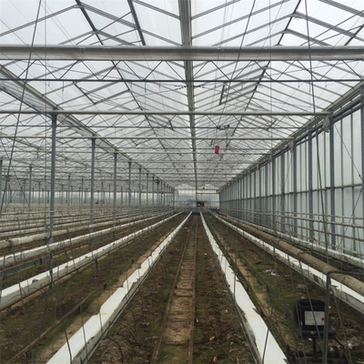 การเกษตร Multi Span เรือนกระจก Venlo Glass อัตโนมัติสำหรับปลูกผัก