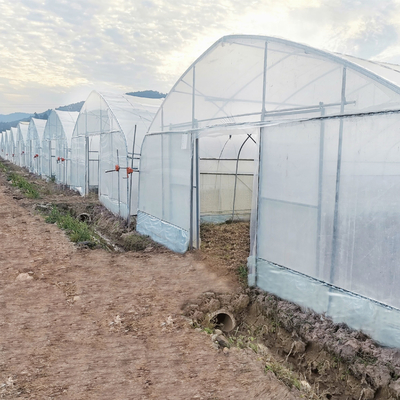 Hydroponic System Steel Frame Arch ฟิล์มพลาสติก Poly Tunnel Greenhouse สำหรับมะเขือเทศ