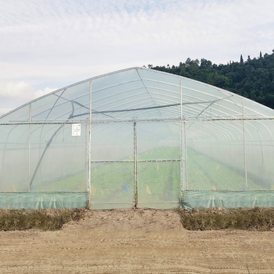 Hydroponic System Steel Frame Arch ฟิล์มพลาสติก Poly Tunnel Greenhouse สำหรับมะเขือเทศ