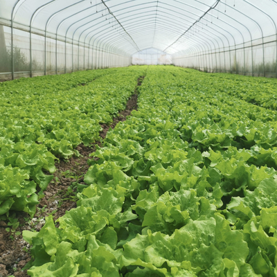 Hydroponic System Steel Frame Arch ฟิล์มพลาสติก Poly Tunnel Greenhouse สำหรับมะเขือเทศ