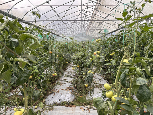 Hot Dip Galvanized Steel Pipe Greenhouse บ้านเรือนเรือนเรือนเรือนเรือนเรือนเรือนเรือนเรือนเรือนเรือนเรือนเรือน