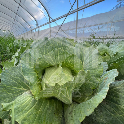 การเกษตรพืชปลูกอุโมงค์เรือนกระจก ขายออนไลน์ 20m Tunnel Single-span Greenhouse