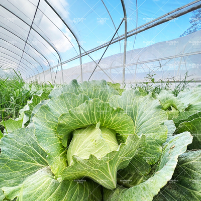 การเกษตรพืชปลูกอุโมงค์เรือนกระจก ขายออนไลน์ 20m Tunnel Single-span Greenhouse
