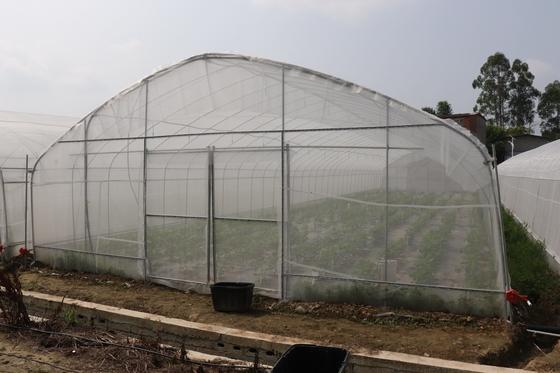 Polytunnel ศรีลังกาโคลัมโบโครงเหล็กเรือนกระจกช่วงเดียว