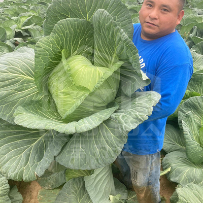 ห้องเรือนกระจกขนาด 6x15m สําหรับโครงการปลูกดอกไม้และผัก
