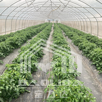 ห้องเรือนกระจกขนาด 6x15m สําหรับโครงการปลูกดอกไม้และผัก