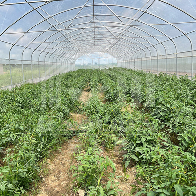 ห้องเรือนกระจกขนาด 6x15m สําหรับโครงการปลูกดอกไม้และผัก