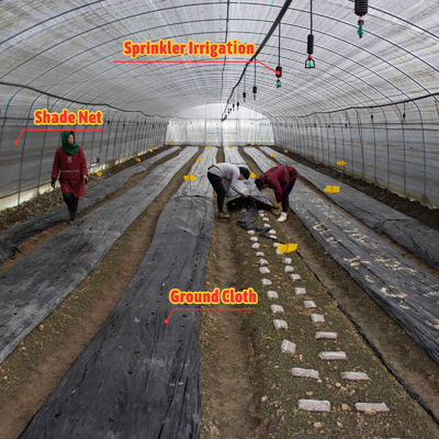 Serre Gewachshaus Sklenik Serra Invernadero Greenhouse สําหรับการปลูกผัก