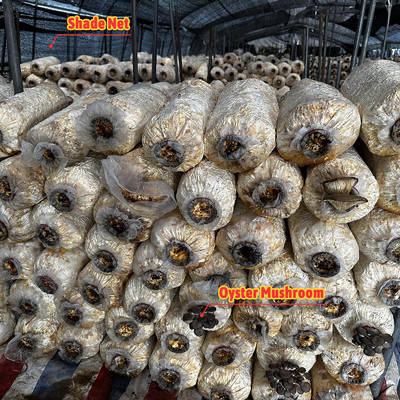 การเกษตร หมากรุกโรงเรือนกระจก การปิดไฟ สภาพกระจกง่าย สําหรับฟาร์ม