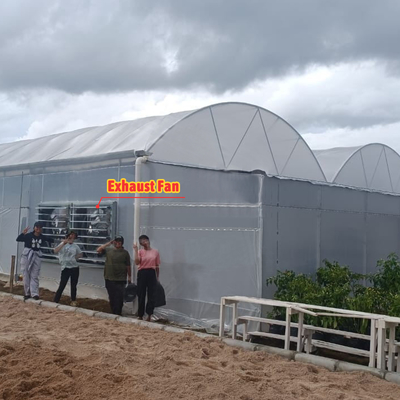 โรงพืชดอกไม้และพืชผัก โรงพฤกษ์เรือนกระจก Quonset Hut โรงพฤกษ์เรือนกระจก โรงพฤกษ์เรือนกระจกที่เชื่อมต่อกับน้ําท่วม โรงพฤกษ์เรือนกระจกขนาดใหญ่ที่มีการอากาศบนหลังคา