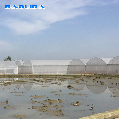 โรงเรือนกระจกยางยาว 8-60m ขนาดปรับแต่งได้ สําหรับการเกษตรและการผลิตดอกไม้
