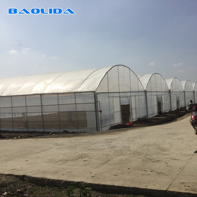 โรงเรือนกระจกยางยาว 8-60m ขนาดปรับแต่งได้ สําหรับการเกษตรและการผลิตดอกไม้