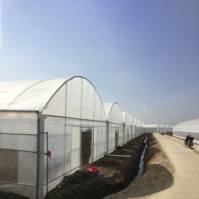 โรงเรือนกระจกยางยาว 8-60m ขนาดปรับแต่งได้ สําหรับการเกษตรและการผลิตดอกไม้