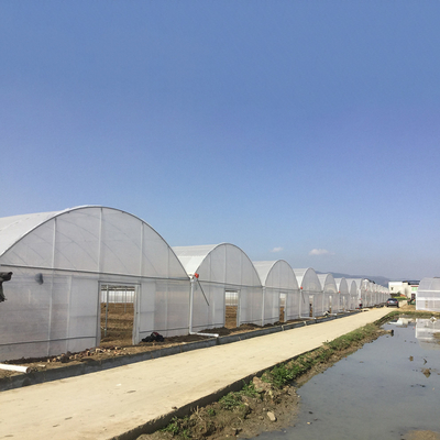 โรงเรือนกระจกยางยาว 8-60m ขนาดปรับแต่งได้ สําหรับการเกษตรและการผลิตดอกไม้