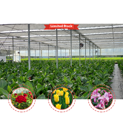 โซลูชั่นการเกษตรพืชผัก 8-60m ขนาดปรับเปลี่ยน โรงเรือนกระจกการเกษตร