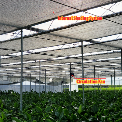 โซลูชั่นการเกษตรพืชผัก 8-60m ขนาดปรับเปลี่ยน โรงเรือนกระจกการเกษตร