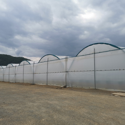 โรงเรือน BAOLIDA แบบหลายช่วงความยาว 10-70 เมตร สำหรับการปลูกเบอร์รี่