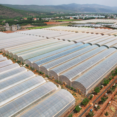 โรงเรือนกระจกฟิล์ม PE ขนาดใหญ่ ความยาว 50 เมตร ช่วงกว้าง 7-10 เมตร