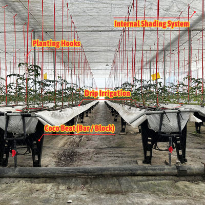 โครงสร้างเหล็กเหล็กเหล็กกระดาษเรือนกระจก 6m-12m Span กับ 150/200micron PE Film