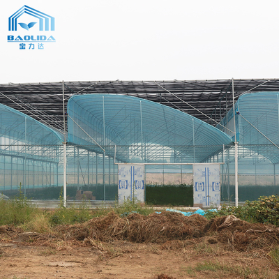 โรงเรือนกระจกหนัง PE ขนาดใหญ่ 6m-12m ความกว้าง 10 ปี การรับประกัน