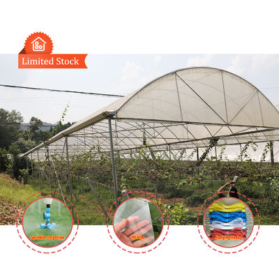 Large Size Rain Shelter Greenhouse with PE Film Covering and Hot Galvanized Steel Frame for Plants Cultivation