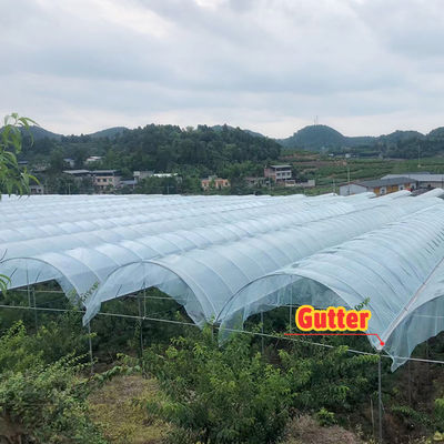 Hot Galvanized Steel Frame Multi-Span Greenhouse with PE Film Covering and Customizable Size for Berry Planting