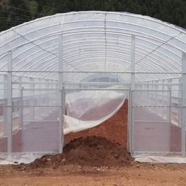Double Arches Double Film การเกษตรที่กำลังเติบโต 10X50m Single Span Greenhouse