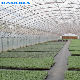 Double Arches Double Film การเกษตรที่กำลังเติบโต 10X50m Single Span Greenhouse