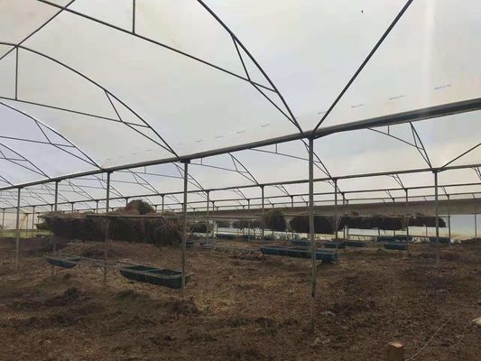 ฟาร์มสัตว์ปีกใช้เรือนกระจกอุ่นพลาสติกเพื่อการเกษตรป้องกันจากฝนตก