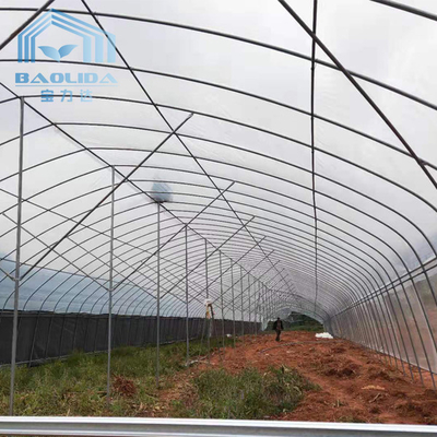 ท่อเหล็กชุบสังกะสี Single-Span Film Commercial Tunnel Plastic Greenhouse สำหรับปลูกพืชเพื่อการเกษตร