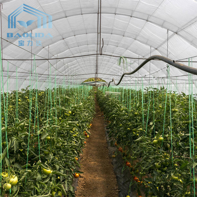 Double Arch Side Ventilation Single Span Greenhouse สำหรับการปลูกสตรอเบอรี่เพื่อการเกษตร