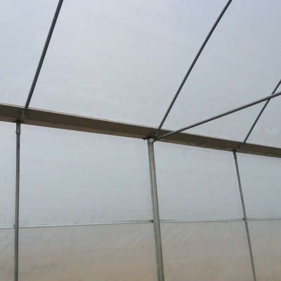 Multi Span Arch ฟิล์มพลาสติก เรือนกระจก มะเขือเทศ สตรอเบอร์รี่ การเกษตร