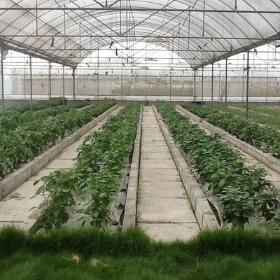 พืชเกษตรทนลมปลูกระบบ Hydroponic Poly Film Multi Span Greenhouse
